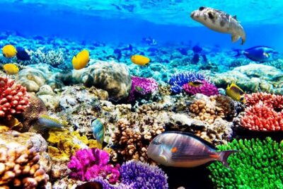 Mnemba Dolphin Tour, Clear Kayak, Cooking Class, Horse Riding - Getting picked up and getting oriented in Zanzibar