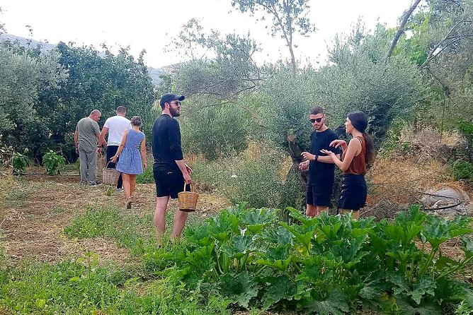 Naxos:Half-day cooking class at Basiliko - The farm tour that actually changes how you cook
