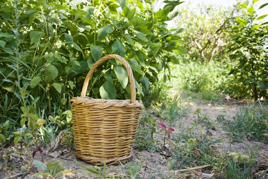 Naxos: Half-Day Cooking Class at Basiliko Family Tavern - Key Things That Make This Naxos Cooking Class Special