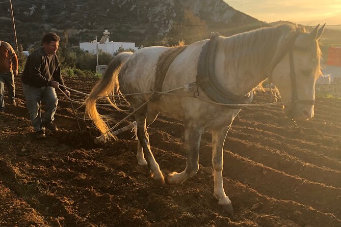 Naxos Perivoli Farm Experience & Wood-fire Cooking Class - Key Highlights You Should Know Before You Go