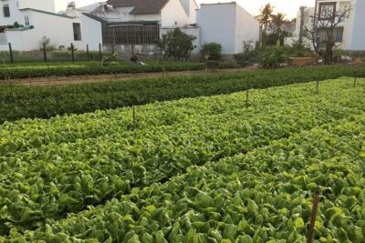 Nha Trang Cooking Class (visiting local market & countryside) - Garden and local home moments that go beyond the stove
