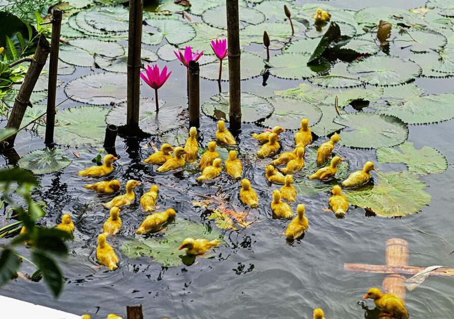 Ninh Binh cooking class at Buffalo Cave - Practical Tips That Make the Experience Smoother