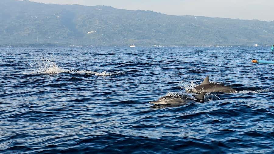 North Bali:Sunrise Dolphin Watching&CookingClass experience - Munduk Cooking Class in a Local Home: The Real Point of the Day