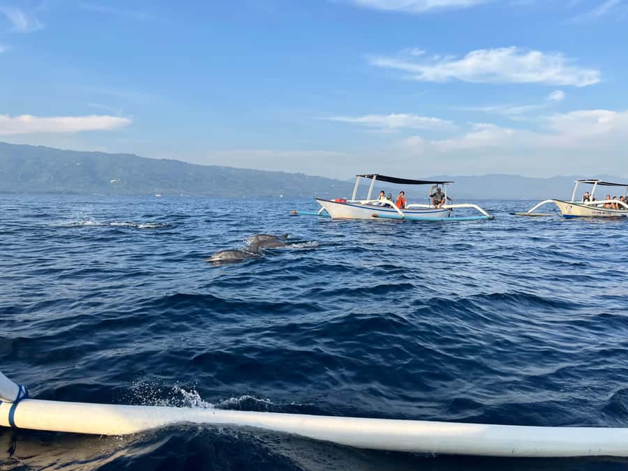 North Bali:Sunrise Dolphin Watching&CookingClass experience - Price and Value: Why $17 Works (When You Want Two Experiences)