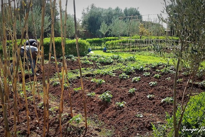 Organic Moroccan Cooking Class At Secret Berber Garden CT - Why an Organic Moroccan Farm Class Outside Marrakech Changes Everything