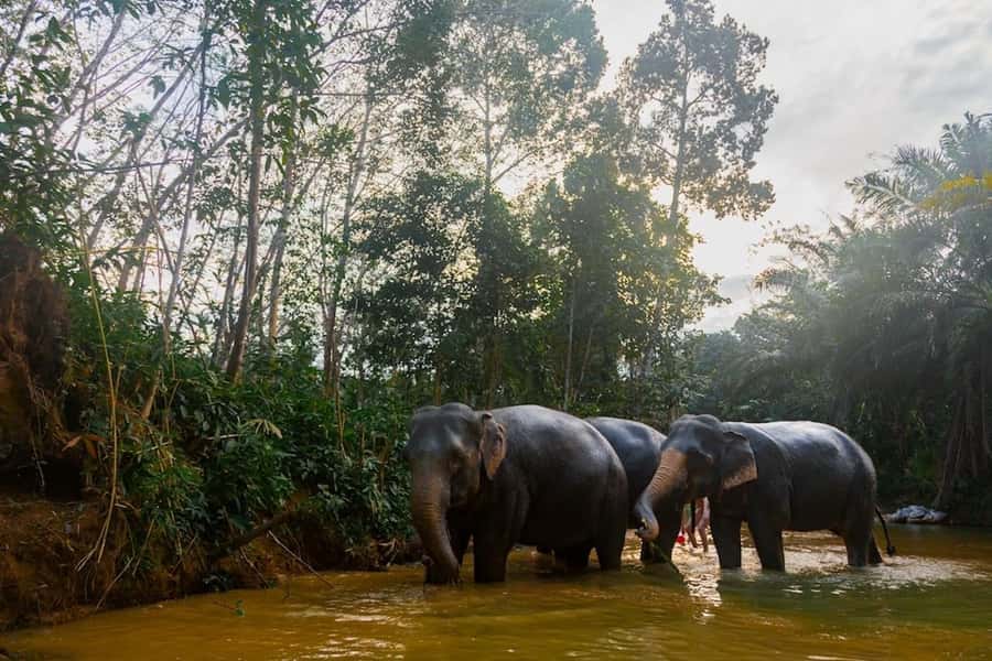 Phuket: Elephant Sanctuary Tour, Cooking Class & Lunch - Cooking class and lunch at 77 Soi Nam Tok Sai Rung: Thai food you can repeat