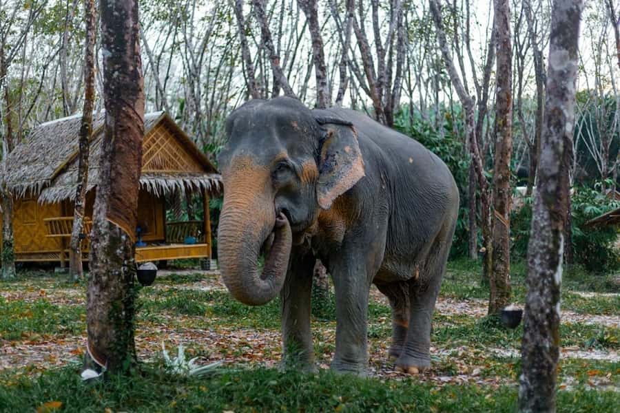 Phuket: Elephant Sanctuary Tour, Cooking Class & Lunch - Sai Rung Waterfall: a short stop, big atmosphere