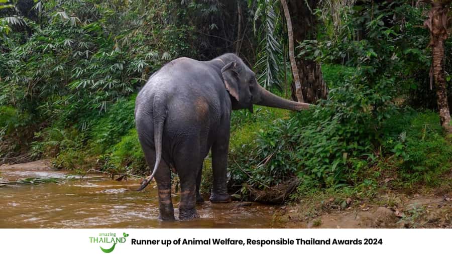 Phuket: Elephant Sanctuary Tour, Cooking Class & Lunch - Price and value: does $102 make sense?