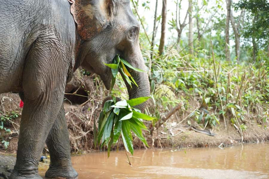 Phuket: Elephant Sanctuary Tour, Cooking Class & Lunch - Who this tour is for (and who should consider alternatives)
