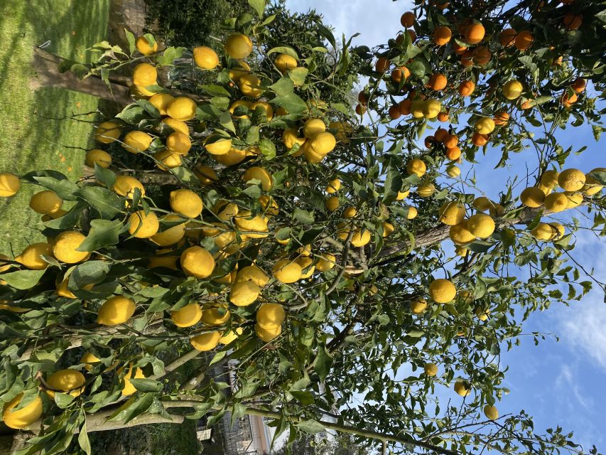 Piano di Sorrento: Cooking Class with Food Tasting and Wine - A Citrus-Grove Kitchen Lesson in Piano di Sorrento