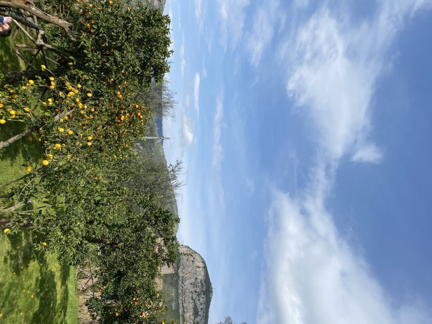 Piano di Sorrento: Cooking Class with Food Tasting and Wine - Who This Cooking Class Suits Best (and Who Might Prefer Something Else)