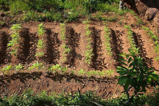 Pokhara: Organic Farm Tour and Cooking Class at Durku - Private Tour Format: Better For Small Groups, Families, And Foodies