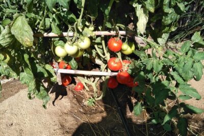 Private Cooking Class on Naxos Island with Pick Up - Hotel pickup on Naxos: fewer headaches, more eating