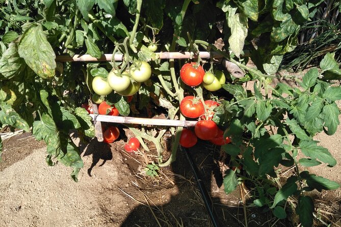 Private Cooking Class on Naxos Island with Pick Up - Hotel pickup on Naxos: fewer headaches, more eating