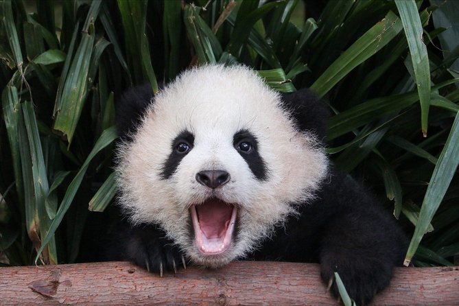 Private Panda Tour with Cooking Class One-day Trip - Key things I’d circle before you go