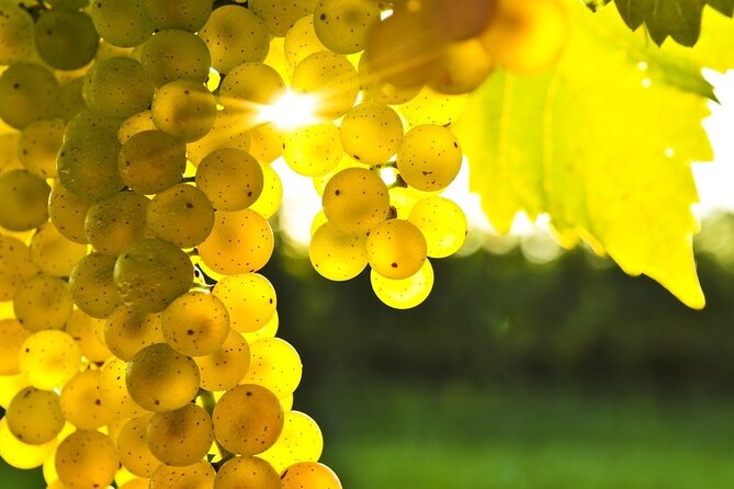 Rhodes Wine & Food Tour: 10 Meal Course Lunch, Wine Tasting, Cooking Class - Getting There on Rhodes: Pickup, Timing, and the One Thing to Double-Check