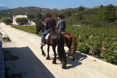 Rhodes Wine & Food Tour: 10 Meal Course Lunch, Wine Tasting, Cooking Class - Vineyard Tour: Where Rhodes Grapes Become a Story