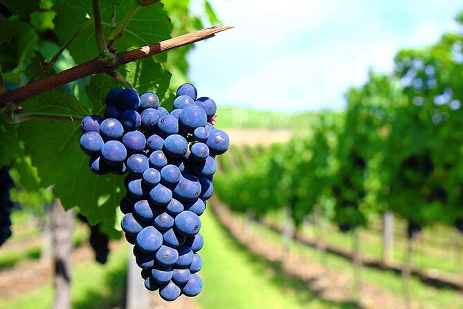 Rhodes Wine & Food Tour: 10 Meal Course Lunch, Wine Tasting, Cooking Class - Price and Value Check: Why $156 Can Feel Like a Deal