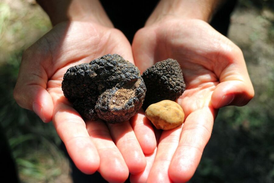 San Gimignano: Truffle Cooking Class with Wine Tasting - Key things that make this experience worth your time