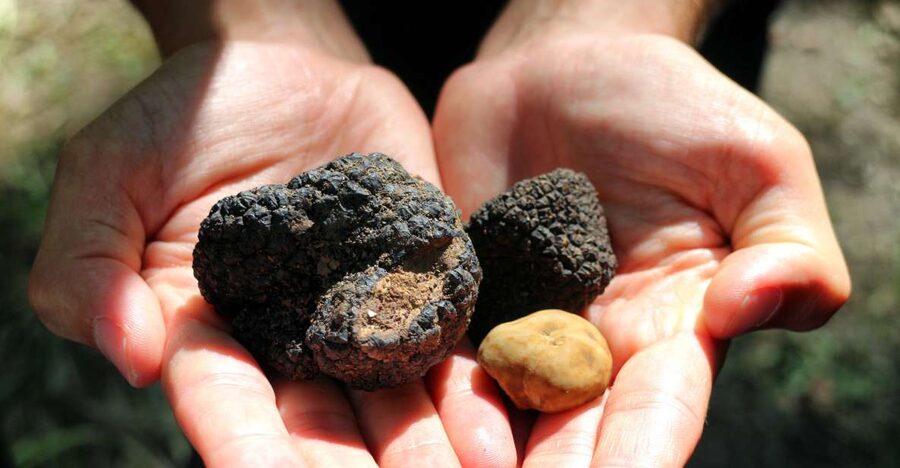 San Gimignano: Truffle Cooking Class with Wine Tasting - Tenuta Torciano Winery: your base in San Gimignano
