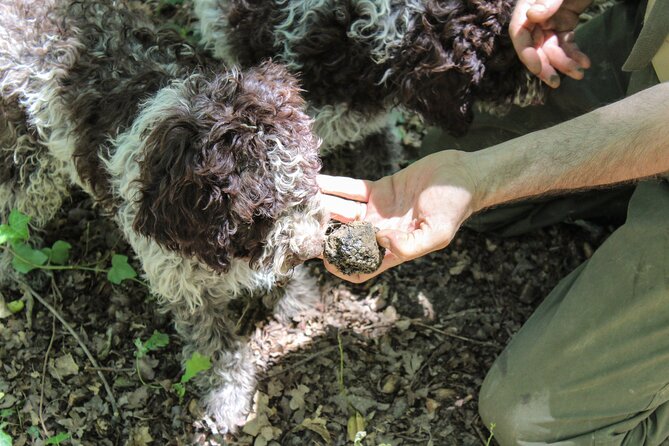 San Gimignano Truffle Hunt & Truffle Cooking Class - Why this combo works: hunt, cook, taste