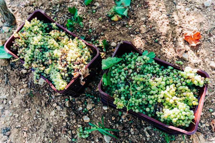 Santorini: Greek Cooking Class with Wine Tasting - Key Highlights Worth Your Time