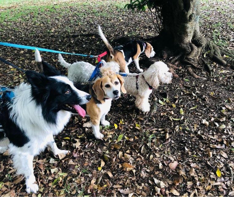 Skiathos: Dog Shelter Visit, Hike & Cooking Class with Lunch - Price and value: what $77 buys you (and why it adds up)