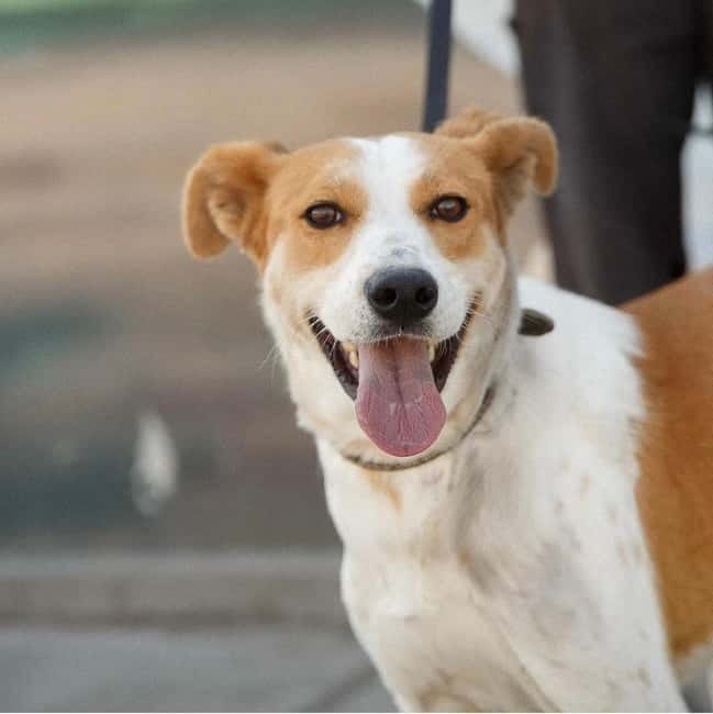Skiathos: Dog Shelter Visit, Hike & Cooking Class with Lunch - The walk part: short hill time with a shelter dog