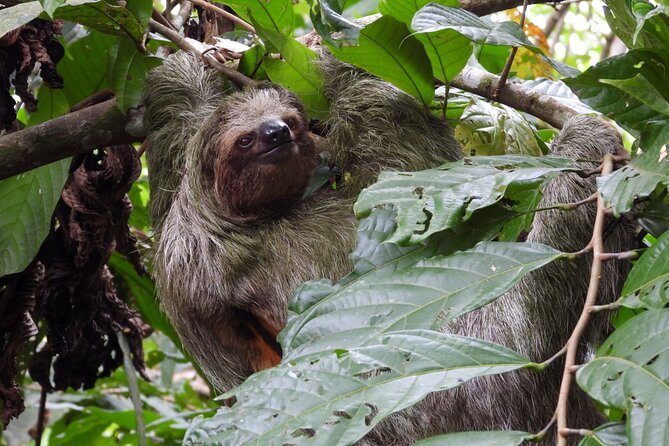 Sloth Tour in La Fortuna and Tortillas Cooking Class - Making Tortillas From Scratch: The Real Cultural Payoff