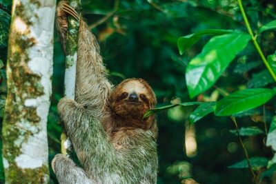 Sloth Tour in La Fortuna and Tortillas Cooking Class - The Medicinal Garden Stop: A Different Kind of Nature Lesson