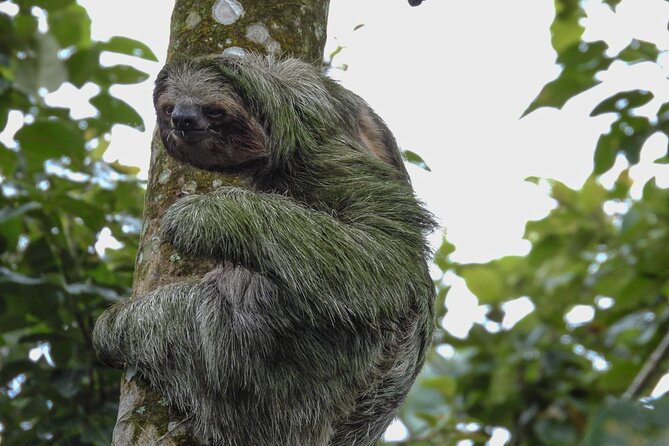 Sloth Tour in La Fortuna and Tortillas Cooking Class - Who Should Book This Tour (And Who Might Want Something Different)