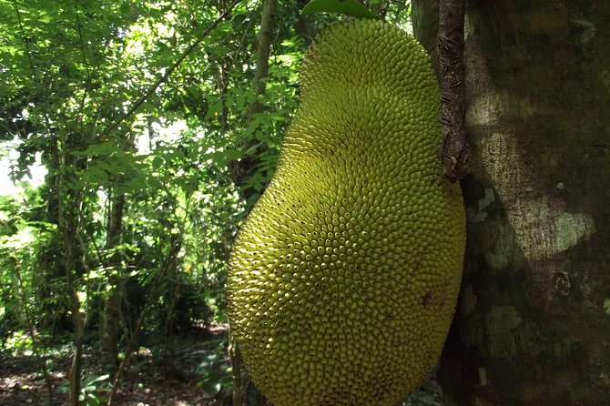 Spice Farm Tour with Traditional Cooking Lesson - Price and Value: Is $76.85 Worth It?
