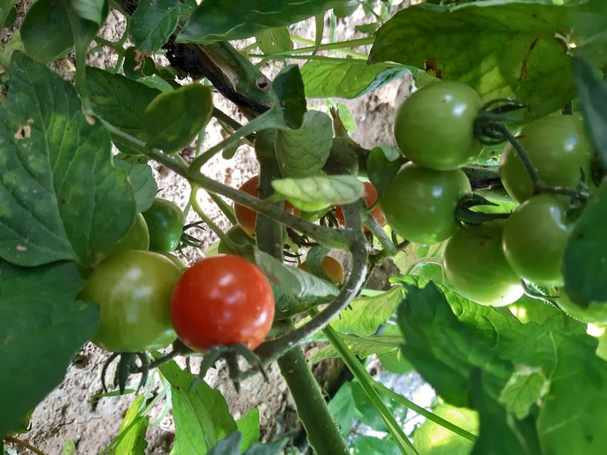 Thessaloniki:Greek Cooking Class and Meal at a Farm A - On the farm: animals, garden picking, and egg collecting