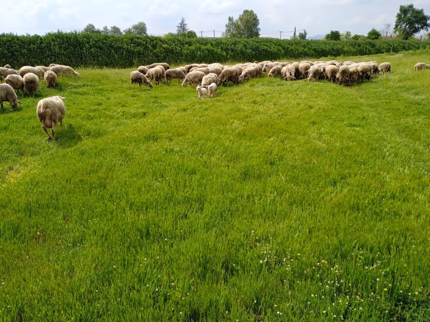Thessaloniki:Greek Cooking Class and Meal at a Farm A - Cooking lesson: learning Greek gastronomy in a practical way