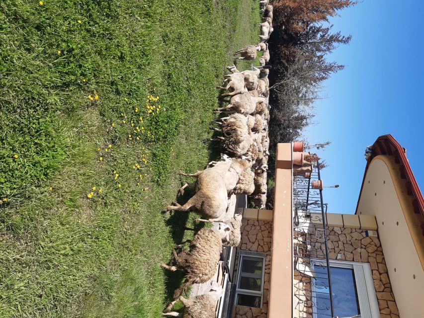 Thessaloniki:Greek Cooking Class and Meal at a Farm A - The family welcome: why Maria and Angelos make this feel personal