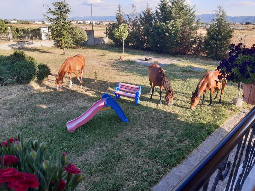Thessaloniki: Private Greek Cooking Class and Meal at a Farm - Who should book this farm cooking class