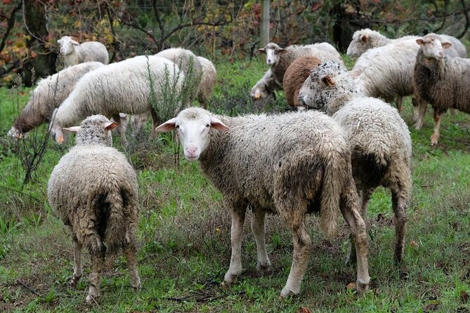 Traditional Cooking Class, Farm Tour & Lunch in the Douro Valley - Who should book this farm cooking day (and who might skip it)