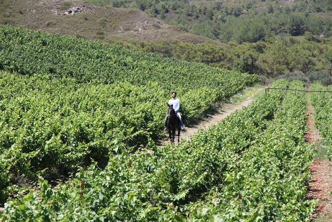 Traditional Greek COOKING class and Wine Tasting in Rhodes - Price and Value: Is $79.10 a Good Deal for This Rhodes Day?
