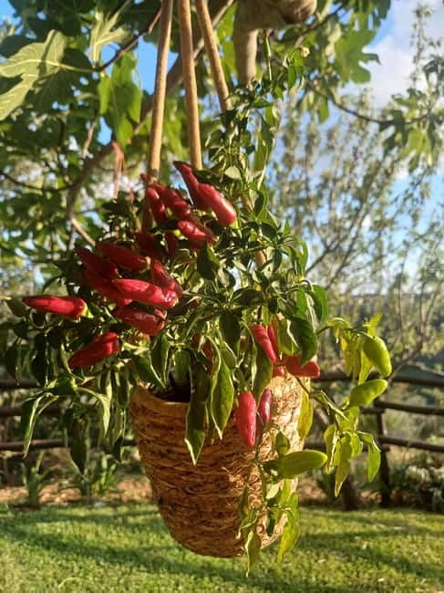 Tropea: Calabrian Cooking Class with Lunch - Organic garden ingredients: the part you’ll feel in the finished flavors