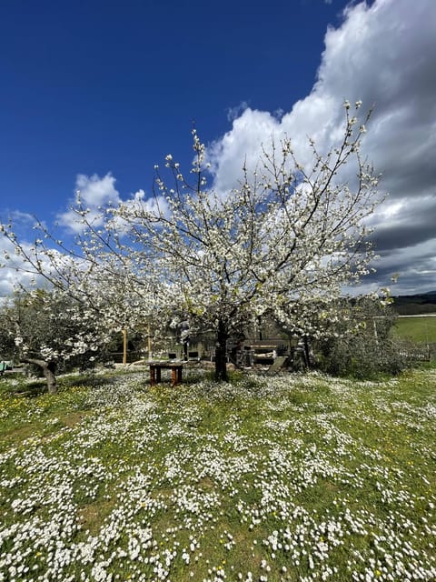 Truffle hunting in Chianti with pasta cooking class & lunch - The pasta class: tagliatelle you’ll actually make (and eat)