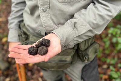 Truffle Hunting, Lunch & Cooking Class in Rome's Countryside - Getting to Ottaviano at 10:00: simple, but plan for Rome timing