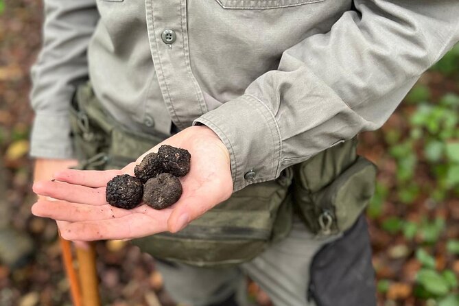 Truffle Hunting, Lunch & Cooking Class in Rome's Countryside - Getting to Ottaviano at 10:00: simple, but plan for Rome timing