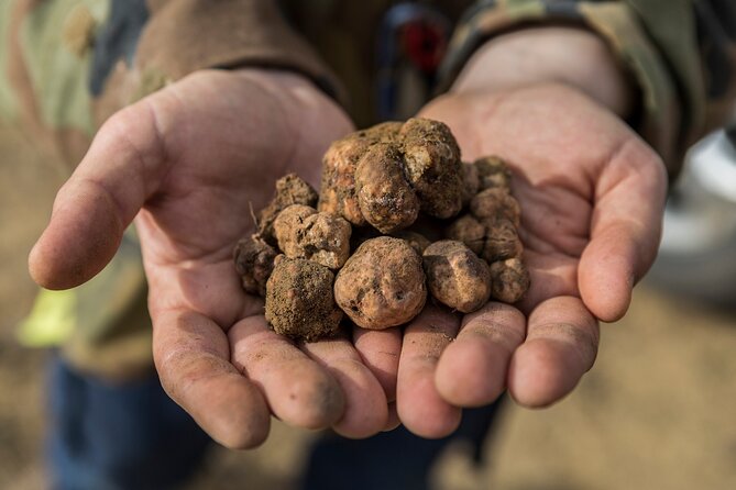 Truffle Hunting & Truffle Cooking Class - Wine Pairings Included: A Real Part of the Meal, Not a Side Add-On