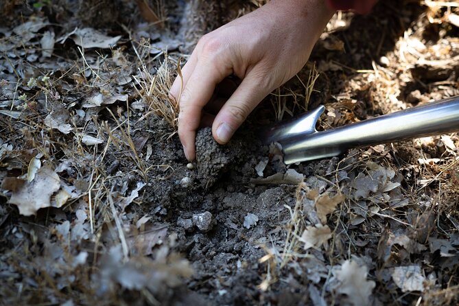 Truffle Hunting & Truffle Cooking Class - Price and Logistics: Is $360.96 Good Value?