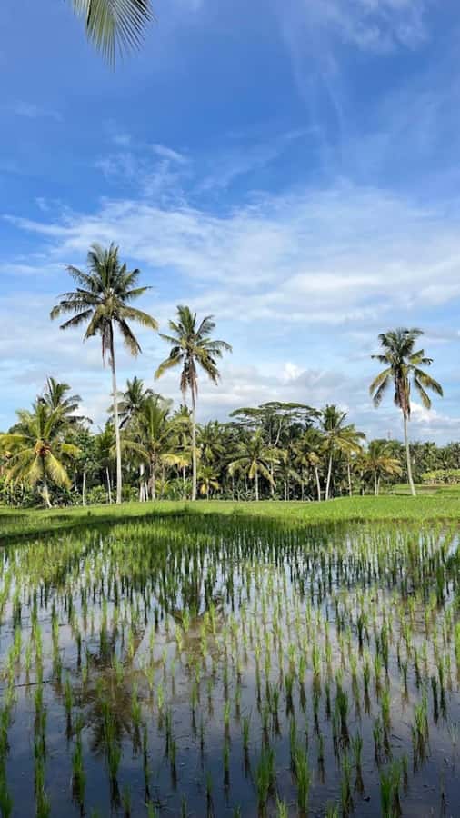Ubud: Balinese Cooking Class, Rice Field & Market Tour - Key moments you’ll remember