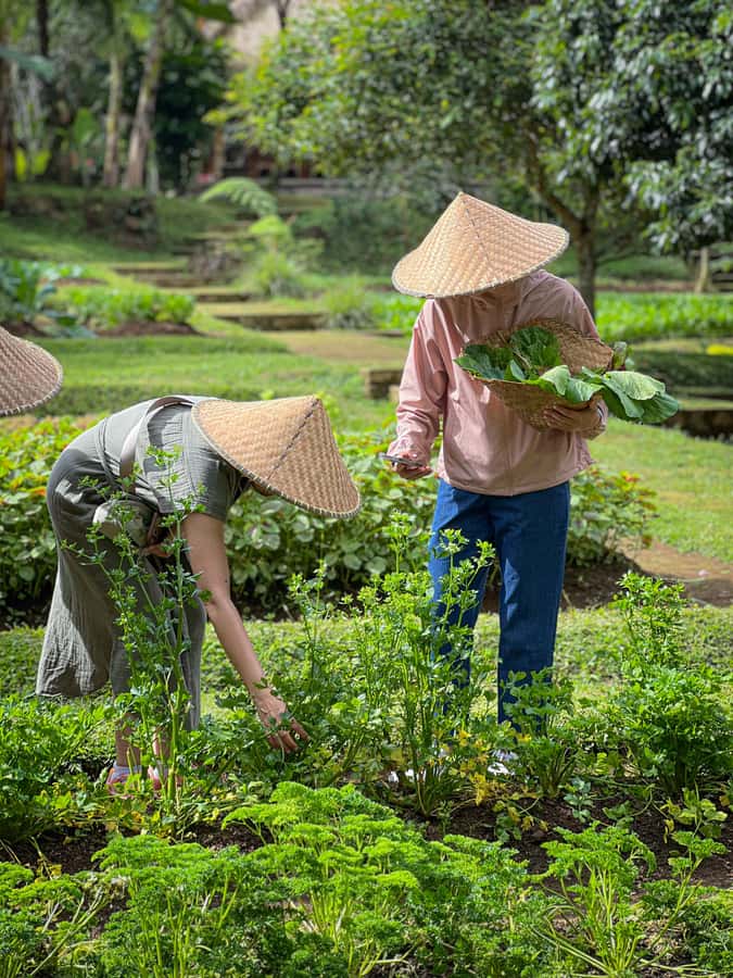 Ubud: Organic Farm Harvest, Bali Cooking Class by Pemulan - Organic Farm Harvest: Picking Your Own Veggies Changes the Day