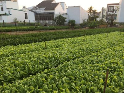 Viet Garden Cooking Class (Countryside and Market tour) - Coffee Culture on the Road: Weasel Coffee and Condensed Milk