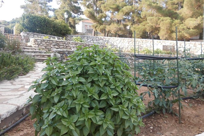 Village cooking class in an Agritourism Unit in Arcadia, Greece! - Price and logistics: $382.01, pickup options, and what you get