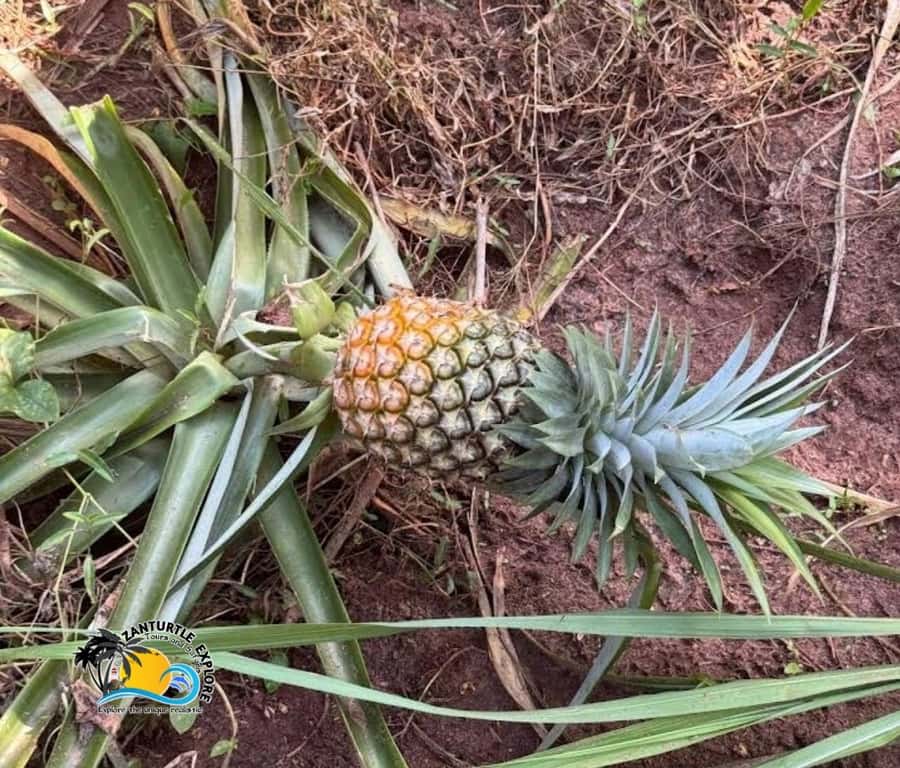Zanzibar: Spice Farm Tour and Cooking Class with Lunch - Price and Value: Is $63 Reasonable for This 5-Hour Day?