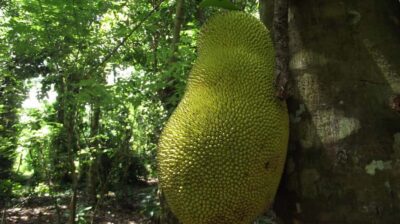 Zanzibar: Spice Farm Tour with Traditional Cooking Lesson - Stone Town pickup and the 9:00AM start